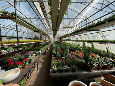 Bild på växthus med blommor i långa rader