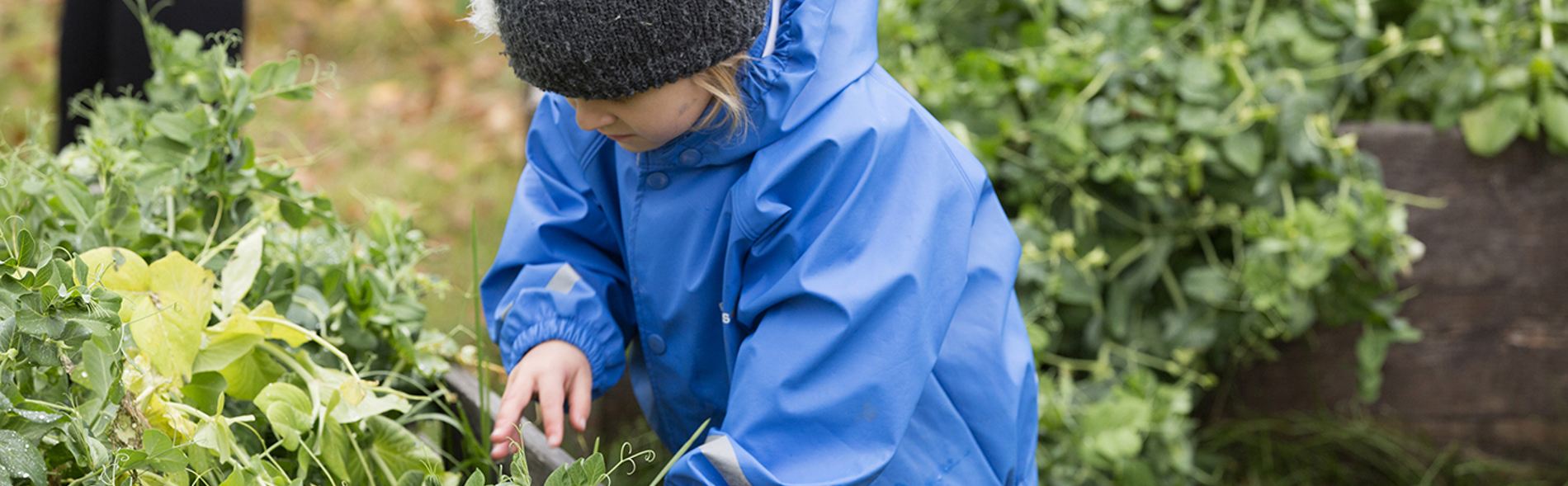 Barn plockar grönsaker från en odlingslåda