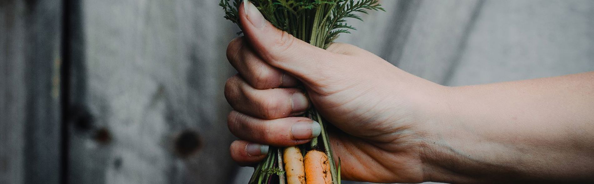 En hand håller i ett knippe morötter.