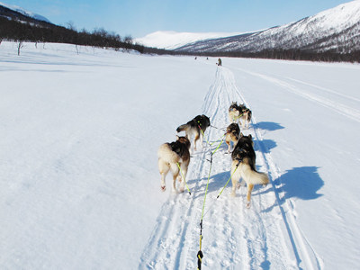 Hundspann i Vindelfjällen