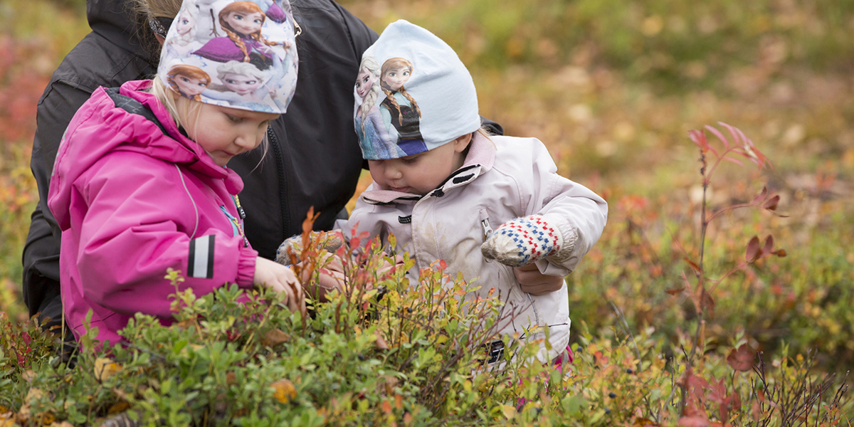 Barn plockar blåbär från en blåbärstuva.