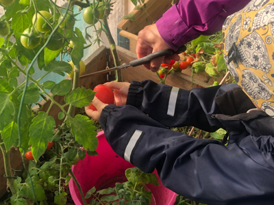 Barn plockar grönsaker från en odlingslåda