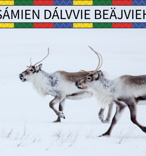 Fotografi av två renar i ett kargt vinterlandskap. Renarna rör sig mot vänster sida av bilden. I överkanten syns texten "Sámien dálvvie beäjvieh" med en bård med ett samiskt mönster i över och underkant.