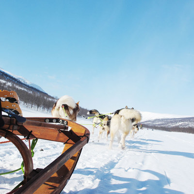 Hundspann i Vindelfjällen