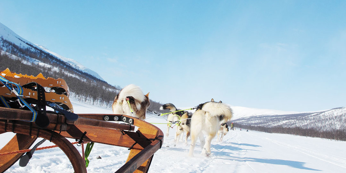 Hundspann i Vindelfjällen